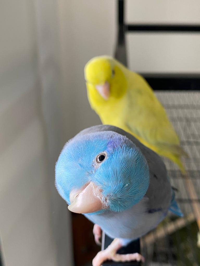 Which animal would you compare yourself to, and&nbsp;why?